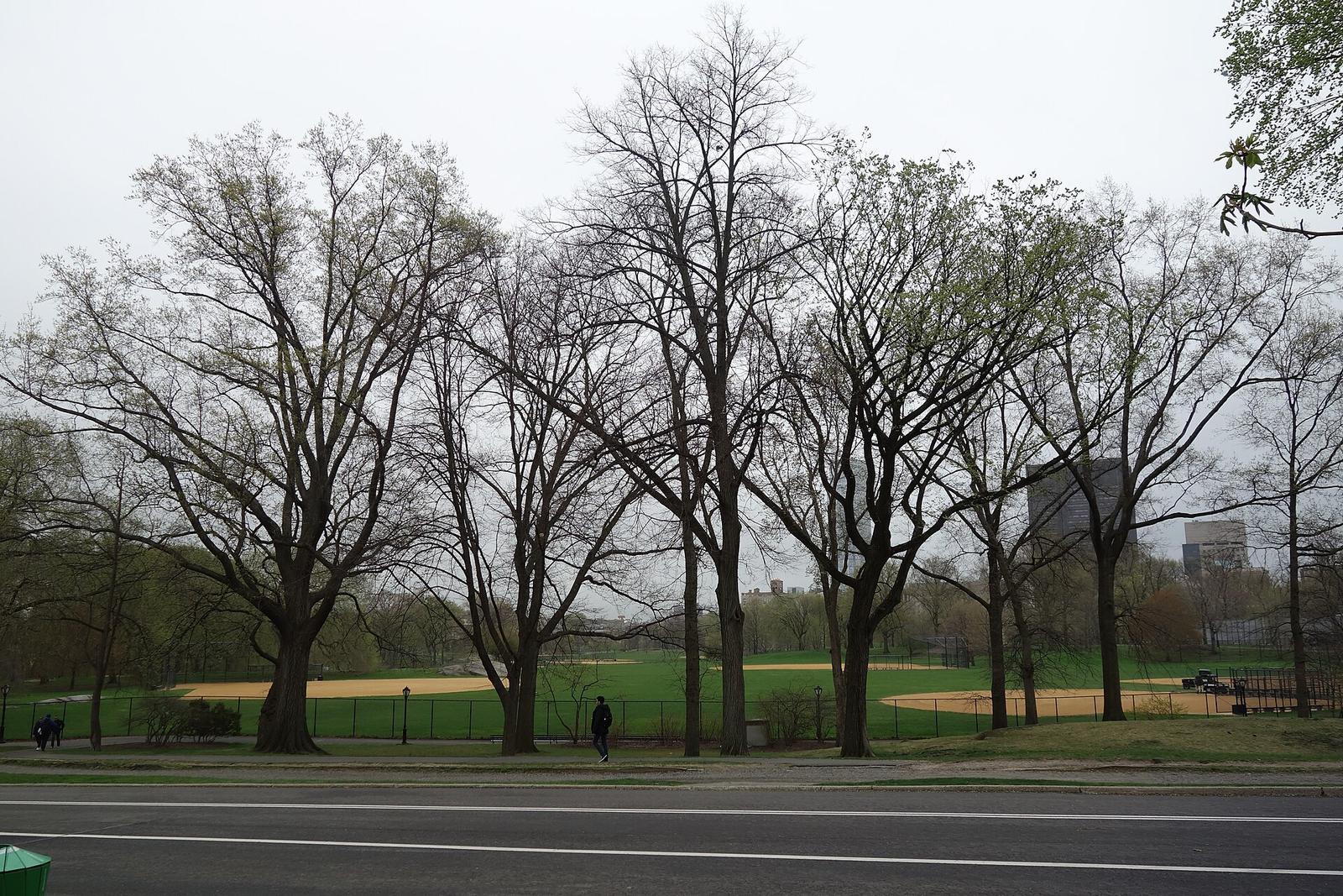 Central Park North Meadow td (2019 04 18)