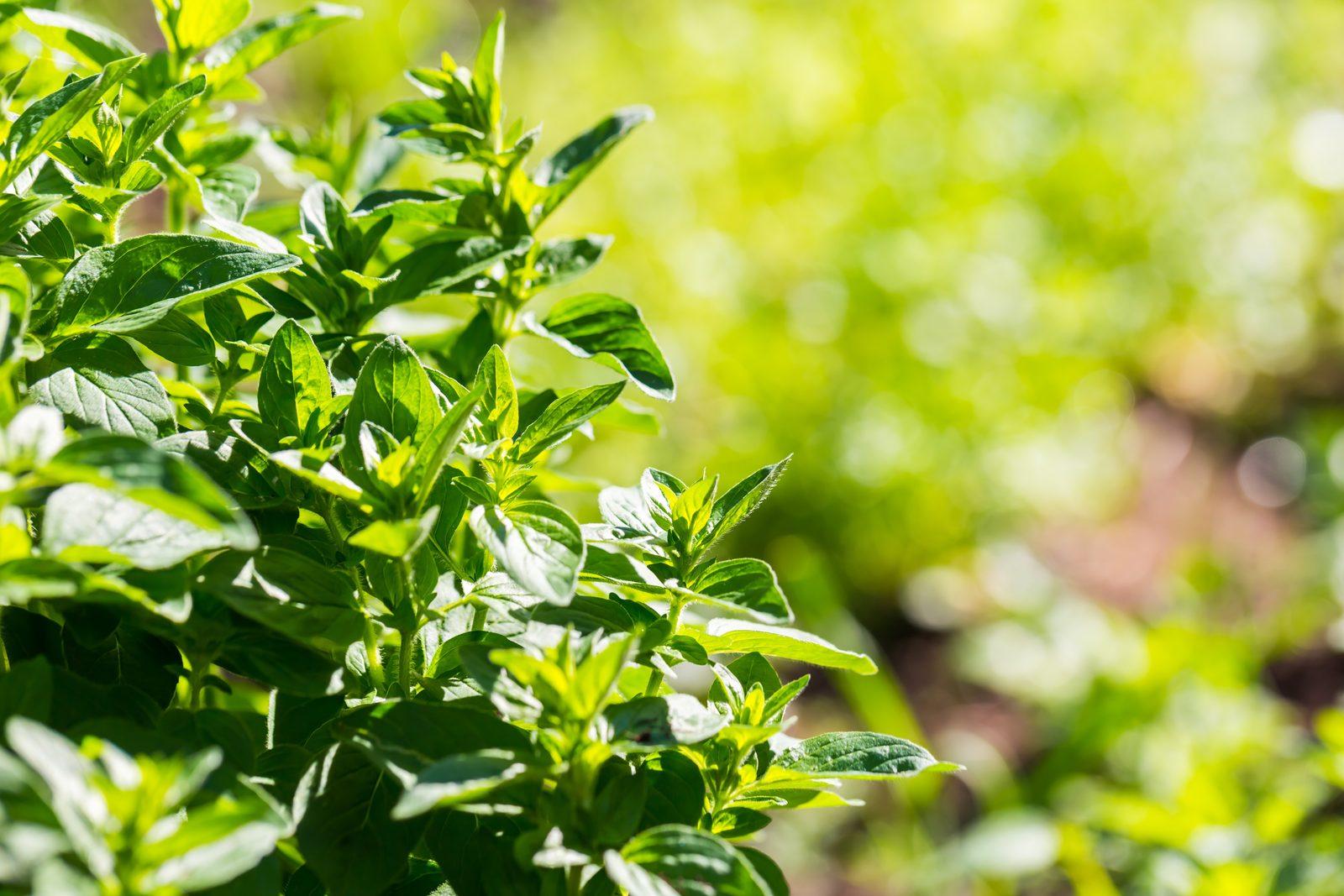 Brooklyn Gardeners Share Smart Small-Space Growing Tips for Urban Homes