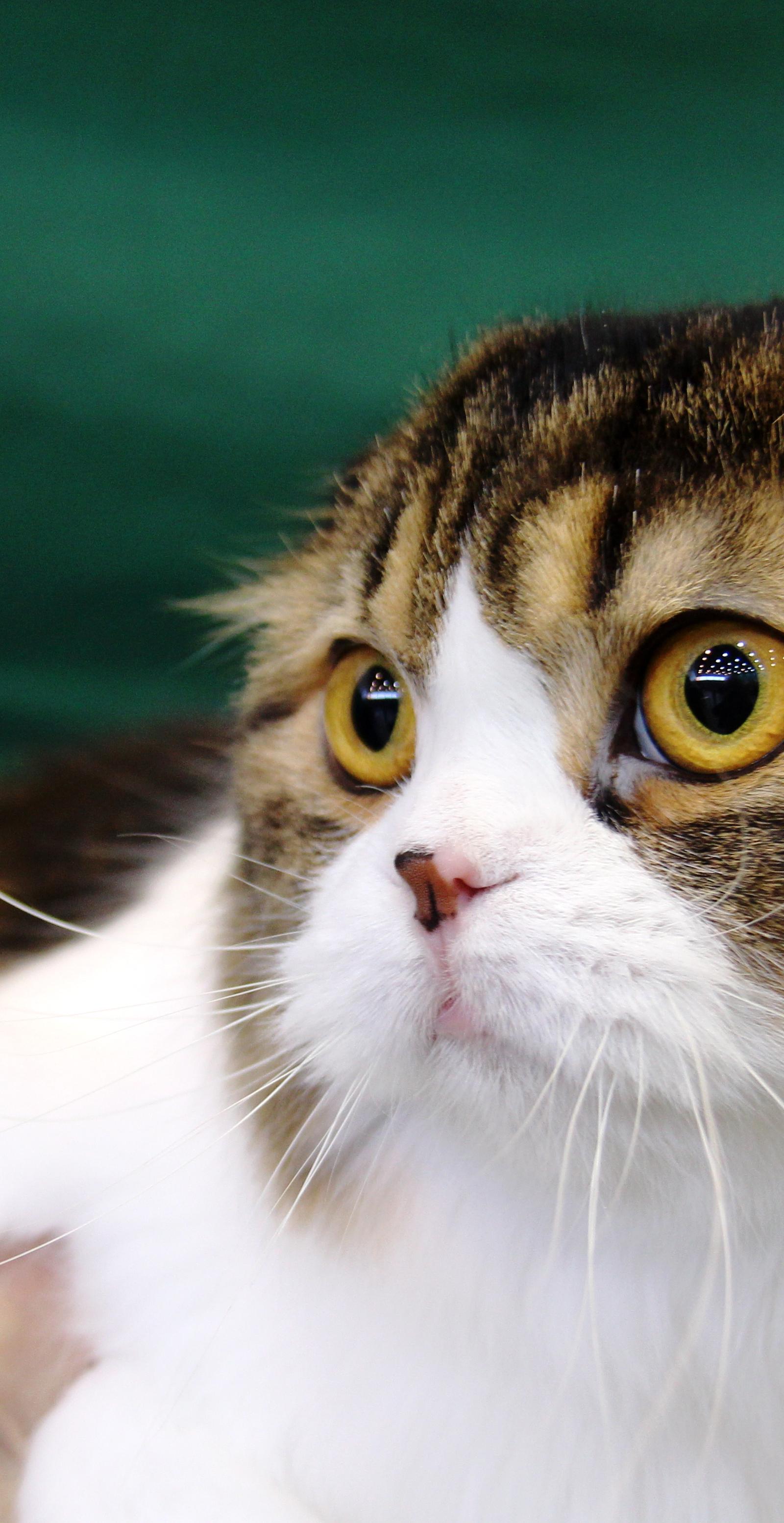 Pet Owners Navigate Financial District Life: Rules, Costs, and Resources