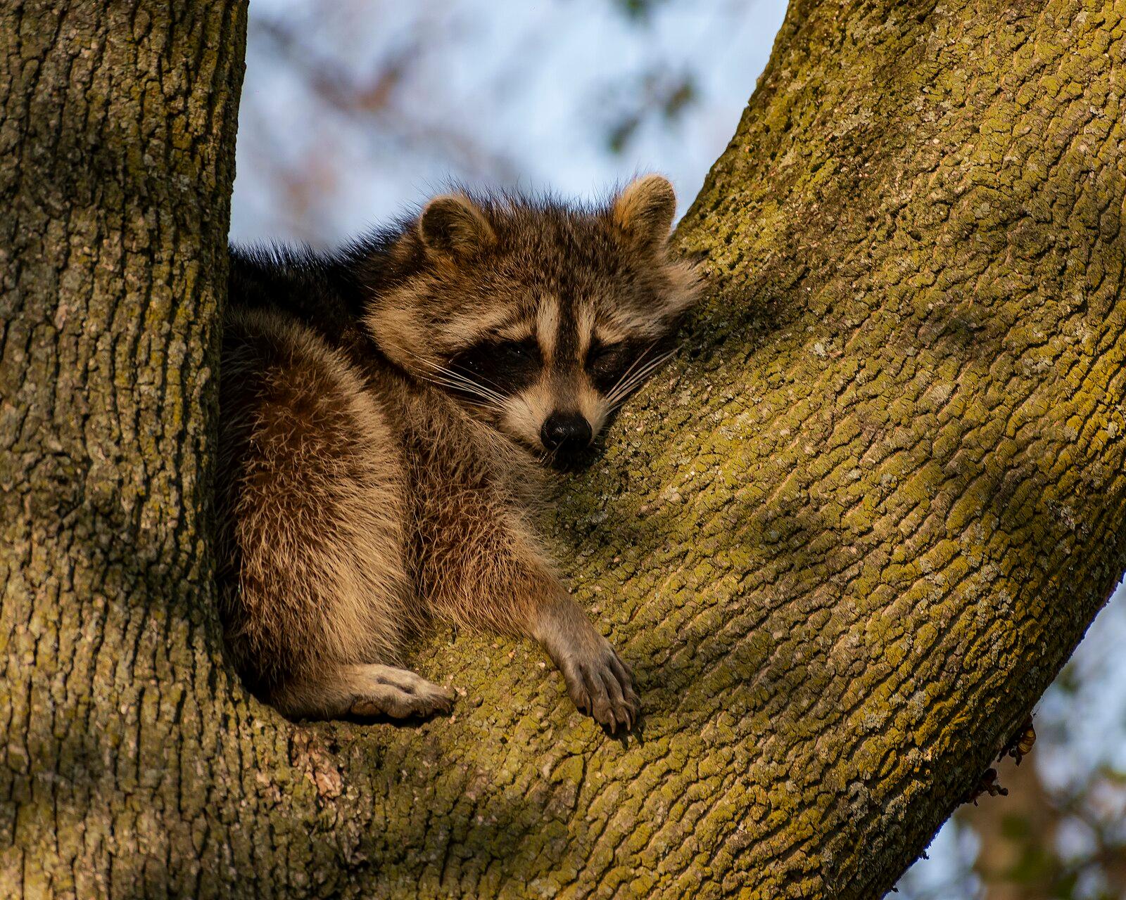 Raccoon in High Park