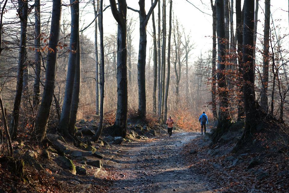 Winter Walk in a Serene Forest Pathway